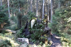 Wurzelteller Nationalpark Brocken